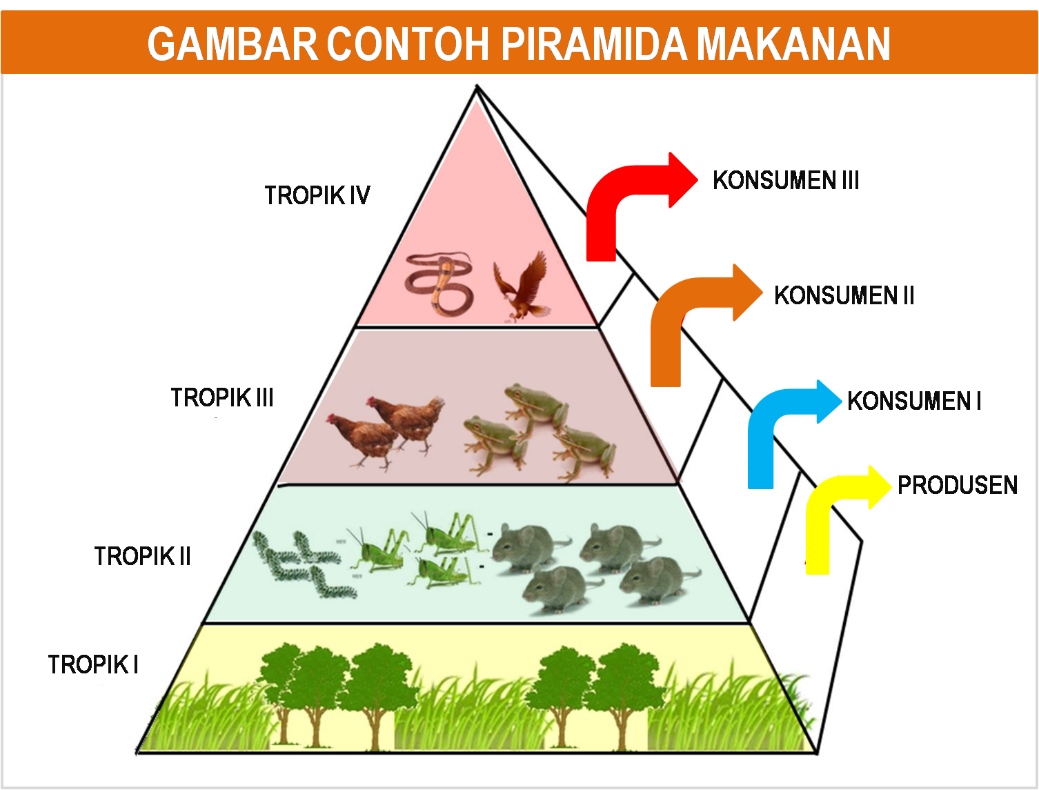 GAMBAR DAN PENJELASAN PIRAMIDA-RANTAI DAN JARING MAKANAN 