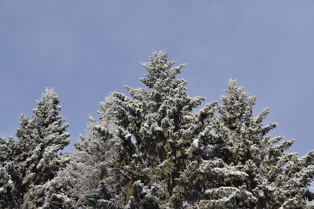 frost, trees, boreal forest, animism, cohanmagazine.blogspot.com