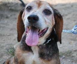 Happily, our beagle-friend, Cornelius, was adopted before his ad was ever posted