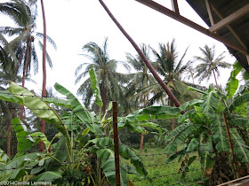 Rain in Lamai