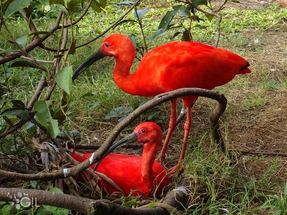 Guarás della Ilha de Cajual, Maranhao, fonte: J. Gil/Flikr