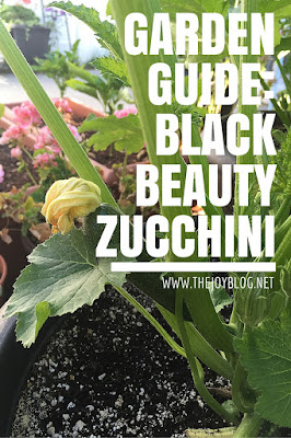 Black beauty zucchini grown growing guide image // www.thejoyblog.net