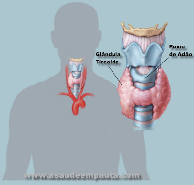 Glândula tireoide e seu posicionamento no corpo humano.