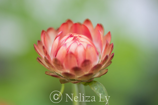 strawflower