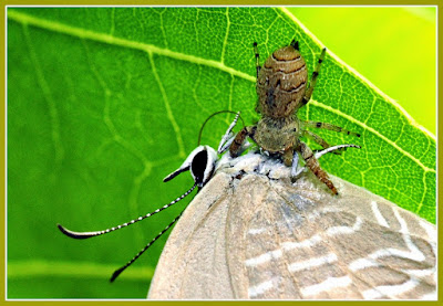 spider with butterfly as prey