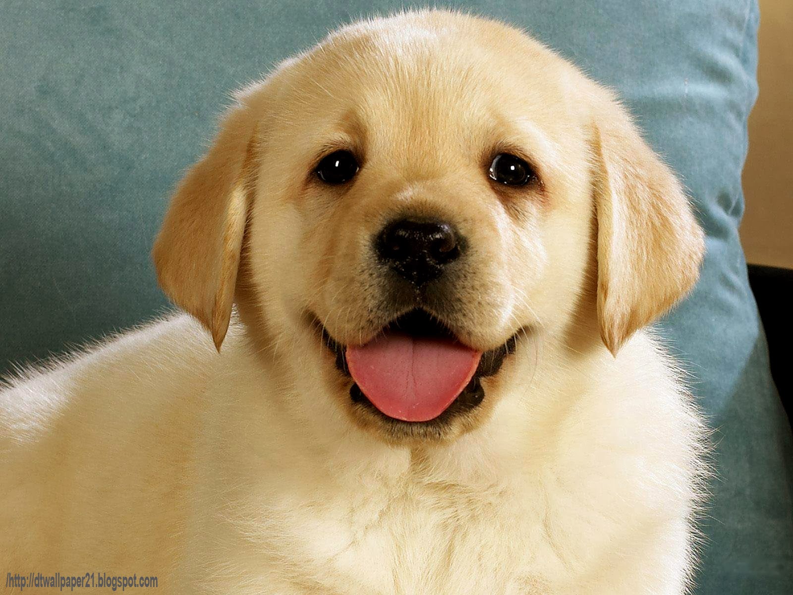 Desktop Wallpaper  Background Screensavers Cute  Dogs  