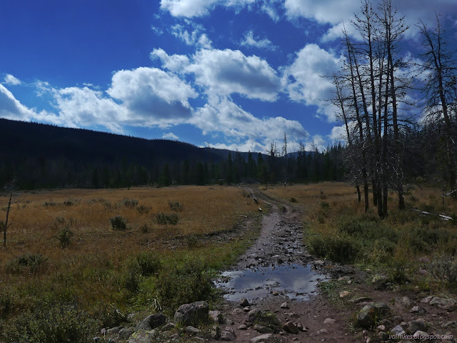 006: muddy trail, dead trees, yellow meadow