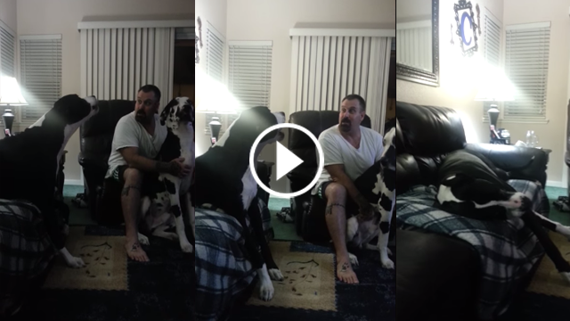 This Great Dane Throws A Temper Tantrum That Takes A Hysterical Turn 1:38 In.