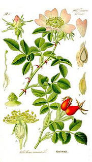 Rosa canina