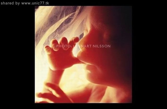 https://blogger.googleusercontent.com/img/b/R29vZ2xl/AVvXsEjflJun16YyhUZoVueNG8xPuaBWw7GPtKrZFOWb1WKdx7AS60ew4hiSeMzGFh34ZGmk0xmDpbrO0LJN0CemhxDwj5RlMEplY4IgLyOcEP9cQ2AxW8HPbYNO9yKhelXK6tYuigzoXF-np037/s1600/the_mystery_of_pregnancy_19.jpg