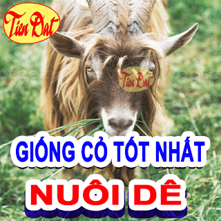 Top 5 giống cỏ nuôi dê năng xuất tốt nhất hiện nay nên trồng tại nhà