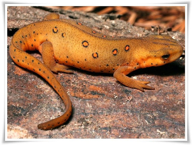 Newt [Salamandridae Pleurodelinae] Facts