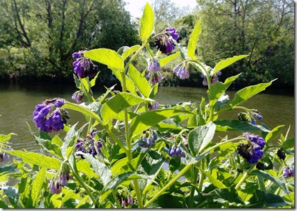 4 amazing comfrey colour