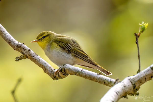 Wood warbler