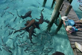 shark2.jpg