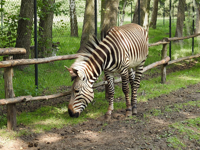 zebra górska Hartmanna jest najmniejszą z zebr