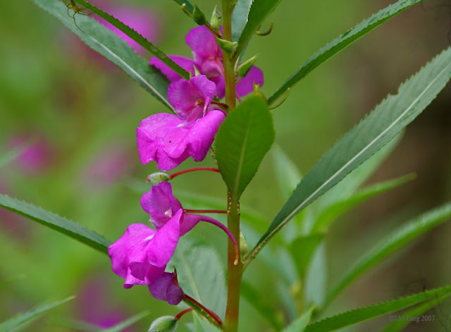 Hoa Bóng Nước - Impatiens balsamina - Nguyên liệu làm thuốc Đắp vết thương Rắn Rết cắn