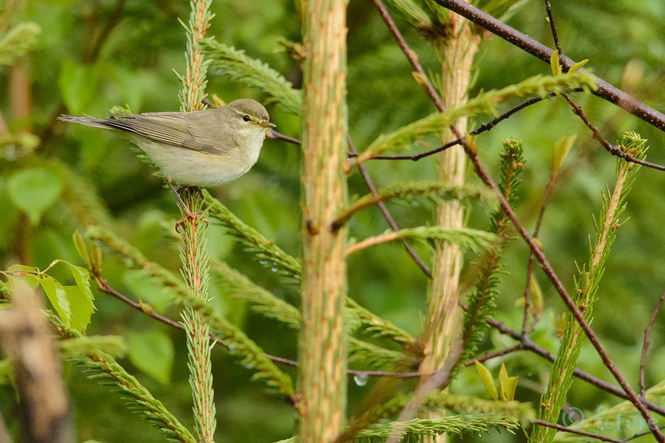 Väike-lehelind, Phylloscopus collybita, Common Chiffchaff, silksolk, collybitus, Chiff-chaff, Eurasian