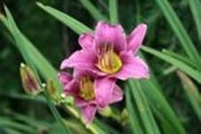 clip_image006