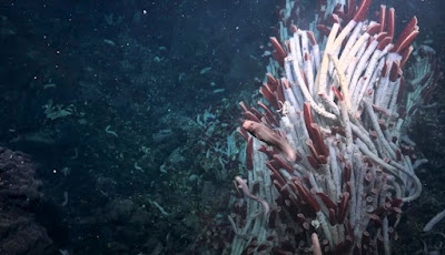 Dunia Bawah Tersembunyi di Bawah Ventilasi Hidrotermal Laut Dalam