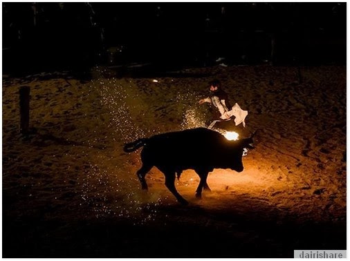 Video Tradisi Kejam Bakar Tanduk Lembu Untuk Keseronokan 