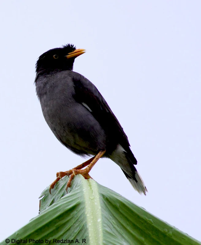 Javan Myna in rain