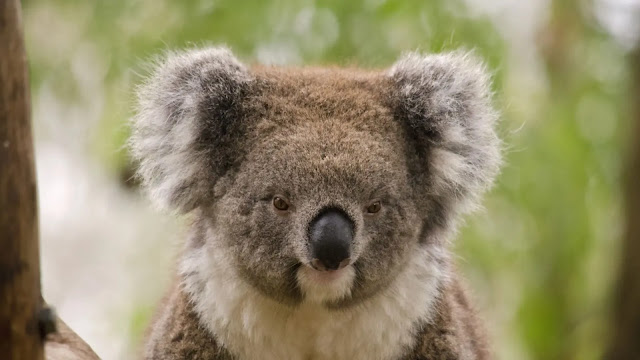 Koala Facts