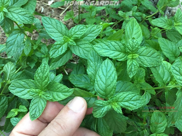 Mint is a genus of the broader mint family, Lamiaceae, which also includes many of our favorite culinary herbs, like oregano, thyme, lavender, and sage. Mint is a perennial herb grown for its leaves.