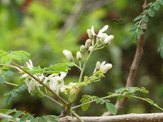 Manfaat Daun Kelor