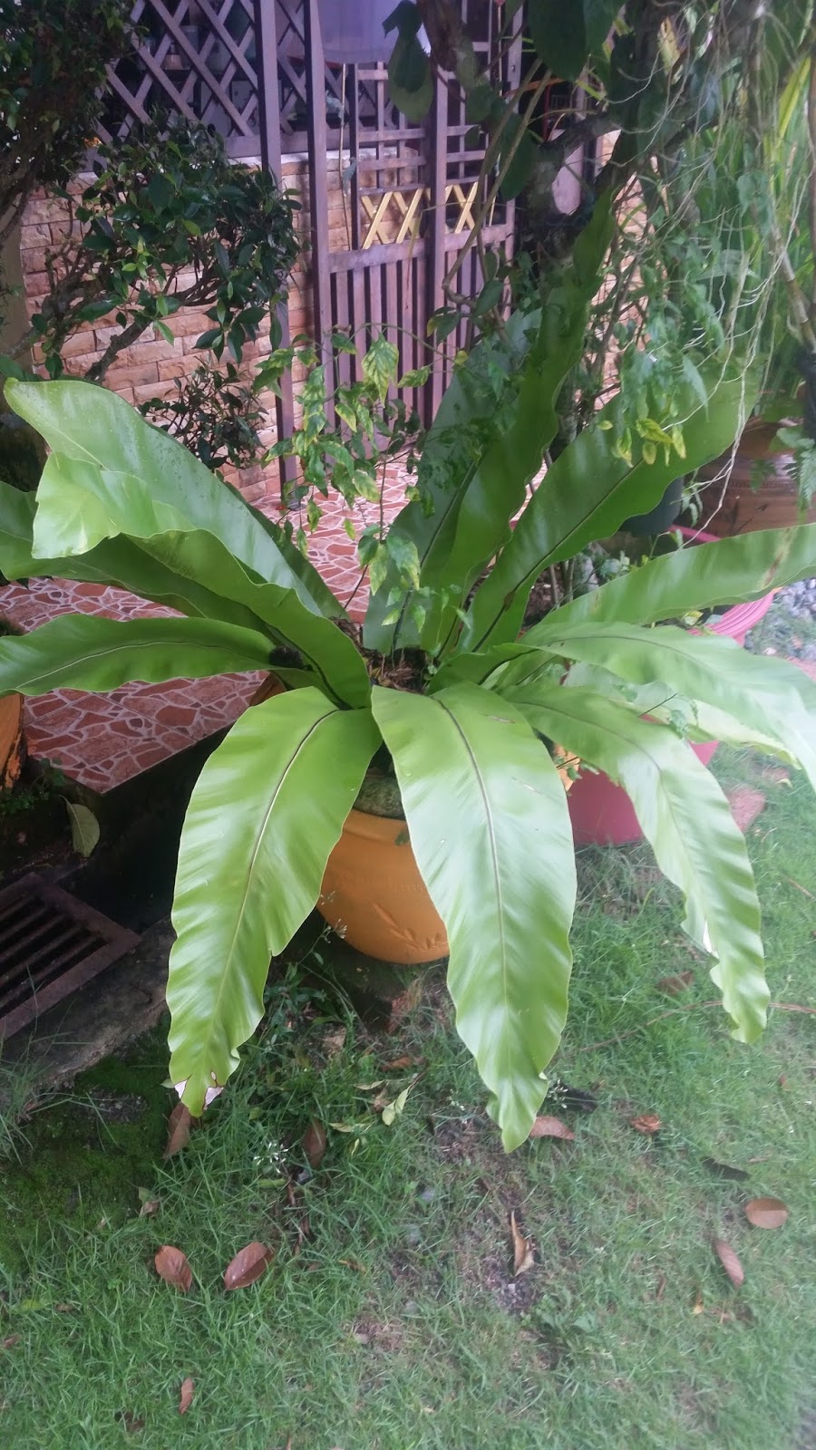 Warisan Petani Pokok Paku Langsuir 