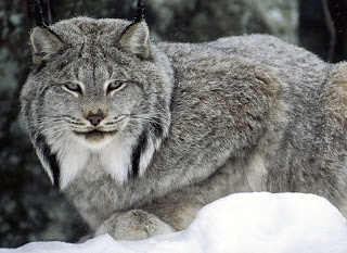 lynx