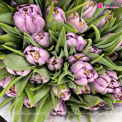 Tulip nhập khẩu Hà Lan