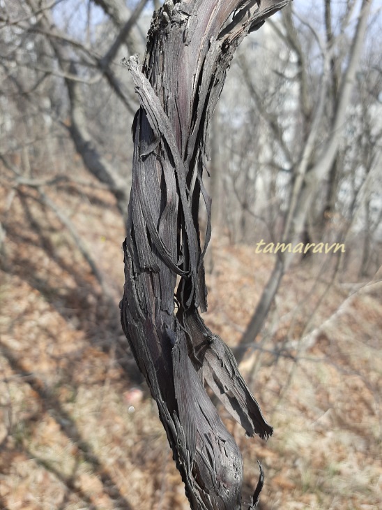 Виноград амурский (Vitis amurensis)