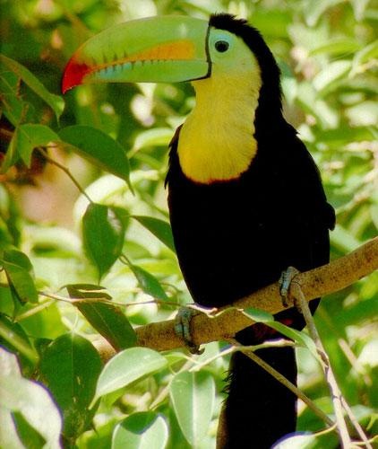 Keel-billed Toucans 