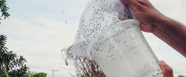 Mosquitos da dengue transgênicos são soltos no Brasil 