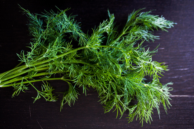 Fresh dill by Liz Mochrie via Flickr, copyright 2014. https://www.flickr.com/photos/lizziemoch/13961980618/