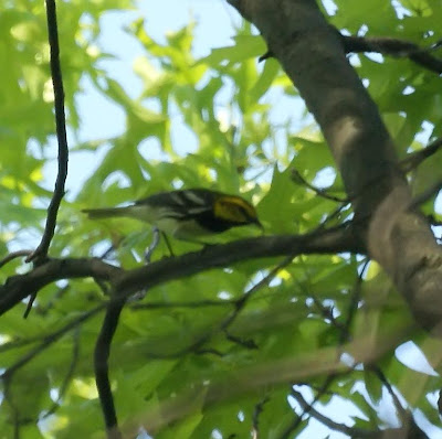 Black-throated Green Warbler