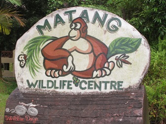 Orang Utan picture at Matang Wildlife Centre