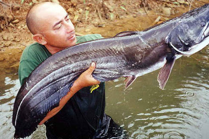5 Rahasia Umpan Mancing Ikan Lele Paling Jitu yang Terbukti