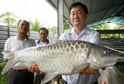  Ikan Empurau  Sarawak Termahal Di Malaysia Myrodreel