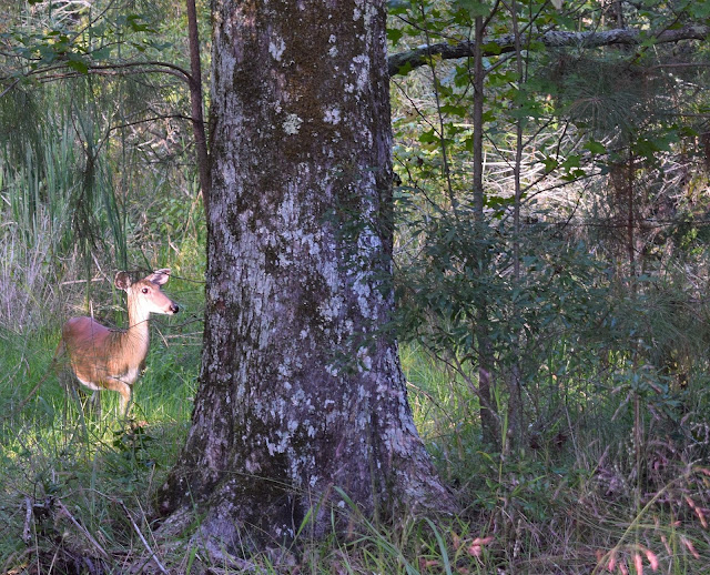 deer woods evening