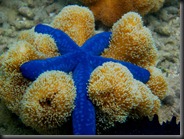 Starfish