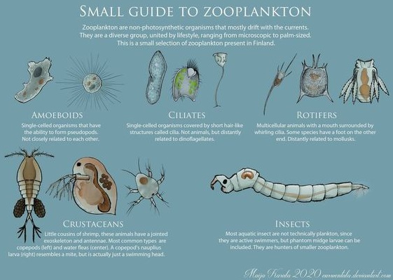 Melek Perikanan Basics Of Zooplankton  Identification