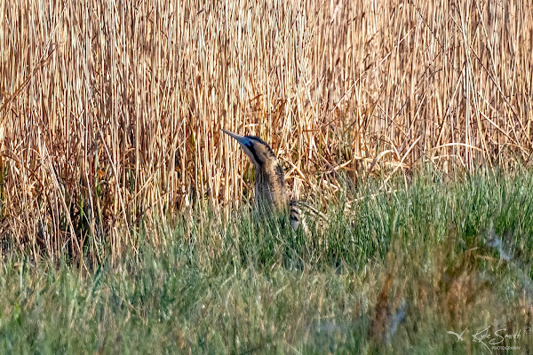 Bittern