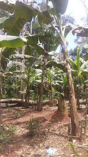 PLANTAINS SELECTION