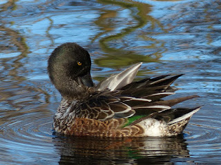 Canard souchet - Anas clypeata