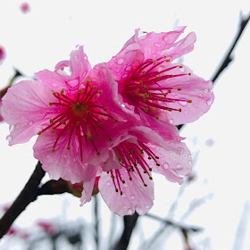 ひとあしお先に 今帰仁グスク桜まつりの予定が 19年2月 さくら日和
