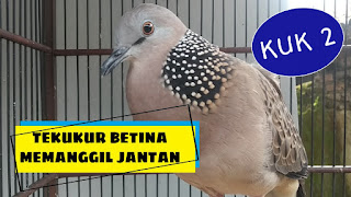 Tekukur Betina KUK 2 Manggung