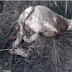Σοκ Στο Βόλο: Σκότωσαν σκυλίτσα την ώρα που γεννούσε
