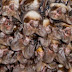 "Cause of Ebola outbreak was a young boy playing near colony of infected bats" - Scientists reveals